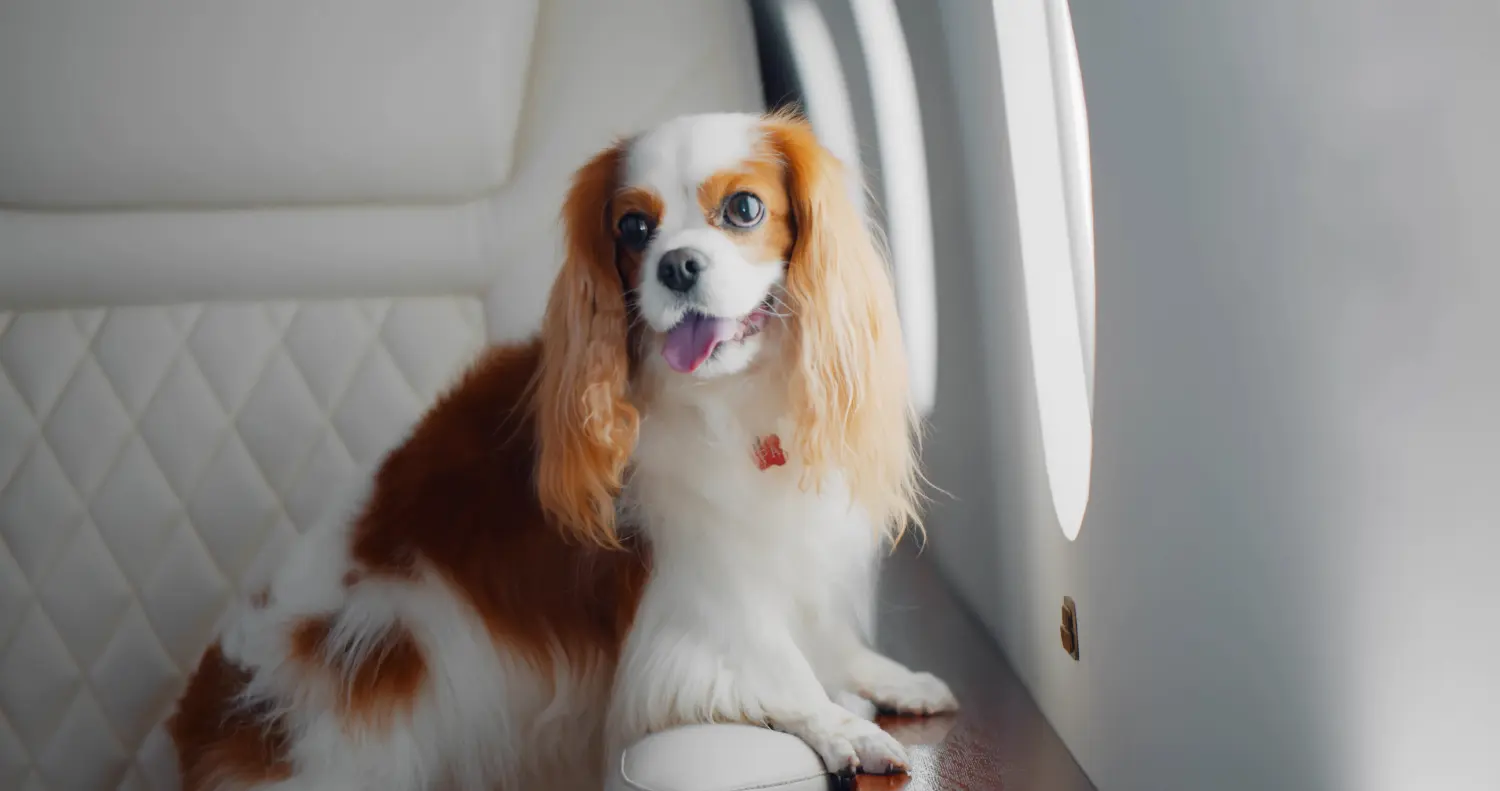 A cat carrier secured on a cabin seat during a private charter
